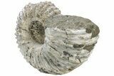 Bumpy Ammonite (Douvilleiceras) Fossil - Madagascar #232617-2